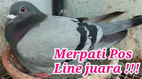 Merpati Pos Line Juara - YouTube