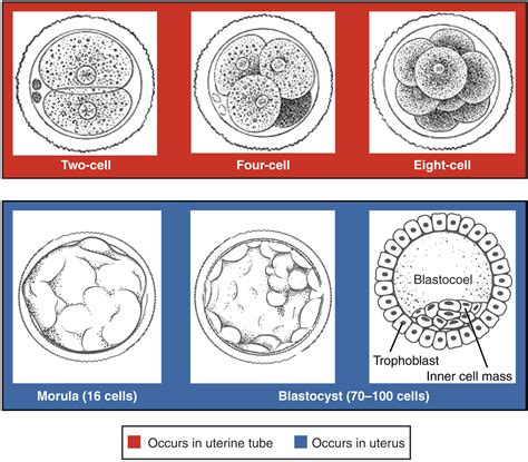 Embryo Development