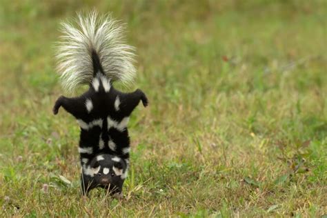 5 Different Types of Skunks