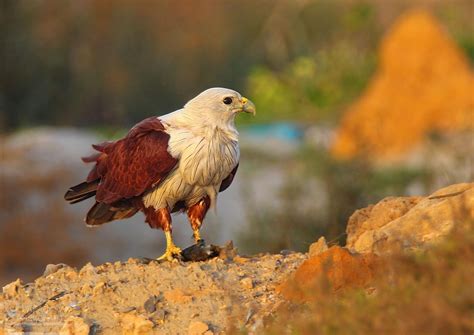 Beautiful Birds of Pakistan - 5 ~ Jaho Jalal