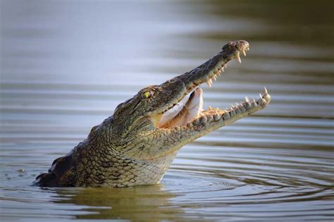 Crocodile | Habitat, Description, Teeth, & Facts | Britannica