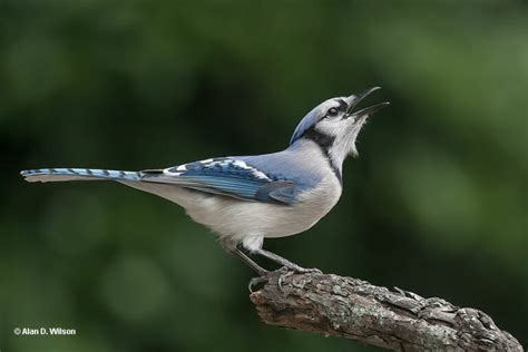 Does Seeing A Blue-Jay Have Any Meaning? Good Luck?