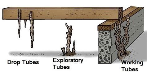 What Are Termite Mud Tubes & What Do They Look Like? | Pest Aid