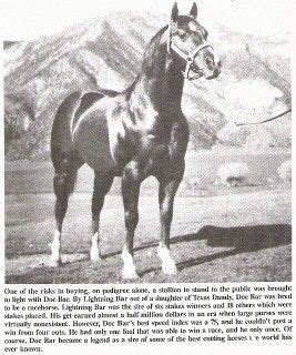 Doc Bar | Quarter horse, Aqha horses, Animals