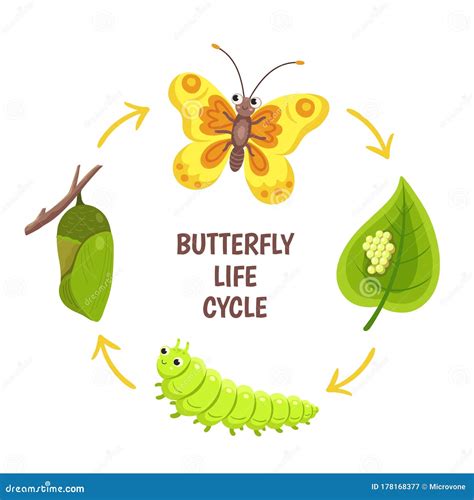 Butterfly Life Cycle. Metamorphosis. Vector | CartoonDealer.com #21792742