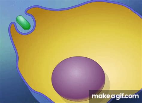 Endocytosis and Exocytosis HD Animation on Make a GIF