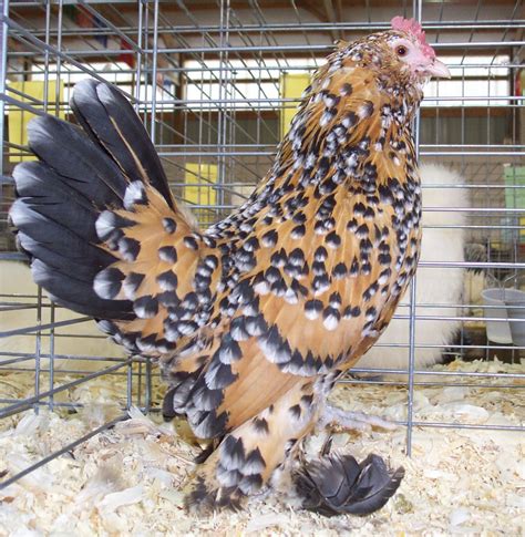 Mille Fleur D Uccle Bantam - Mille Fleur d'Uccle Bantam | eggwell-farm ...