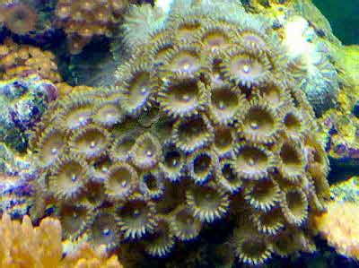 Moon Polyps, Palythoa Species, Sea Mat Coral Information and Zoanthid Care