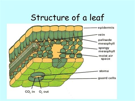 Do All Plant Cells Do Photosynthesis at Roger Cote blog