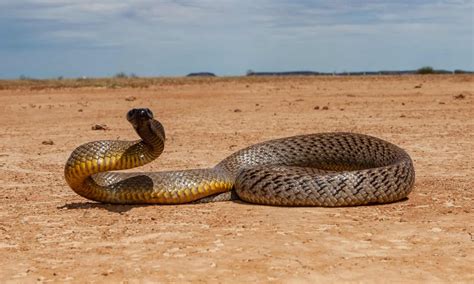 Central Ranges Taipan Pictures - AZ Animals