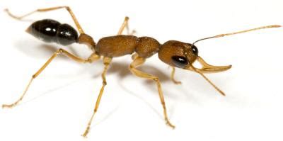 Scientists sequence genomes of two ant species for the first time