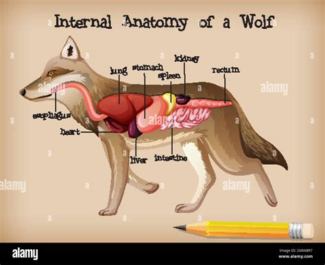 Internal Anatomy of a Wolf Stock Vector Image & Art - Alamy