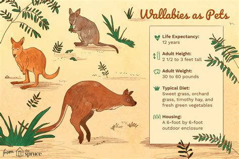 Keeping and Caring for a Pet Wallaby