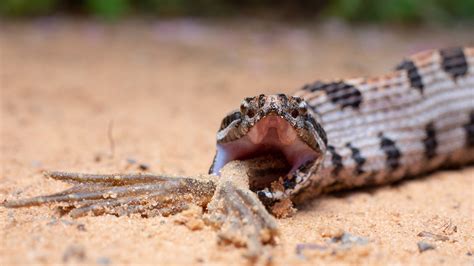 Researchers find snake venom complexity is driven by prey diet