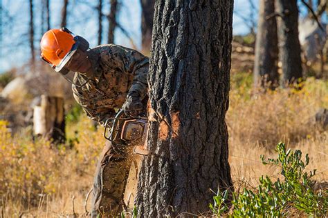 Tree Felling Safety Tips