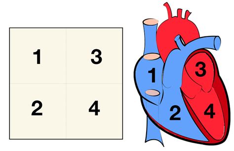 Heart Anatomy: Labeled Diagram, Structures, Blood Flow, Function of ...