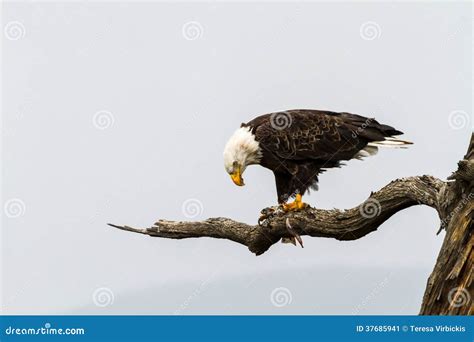 Eagle Eating Fish stock image. Image of powerful, animal - 37685941