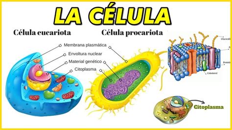 Mapa Conceptual De La Celula Procariota Y Eucariota Diferencias ...