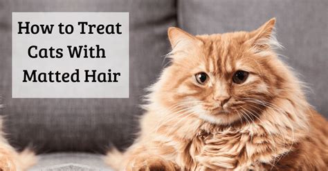 Matted Cat Fur: Solutions and Prevention