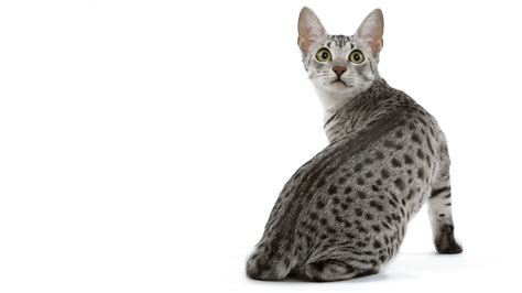 How cats get their stripes | Science | AAAS