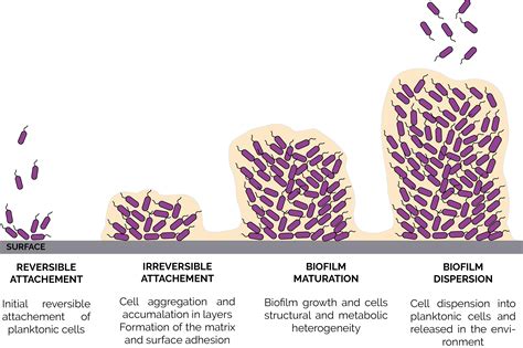 [Solved] the mechanism of biofilm and its effects on enterococcus ...