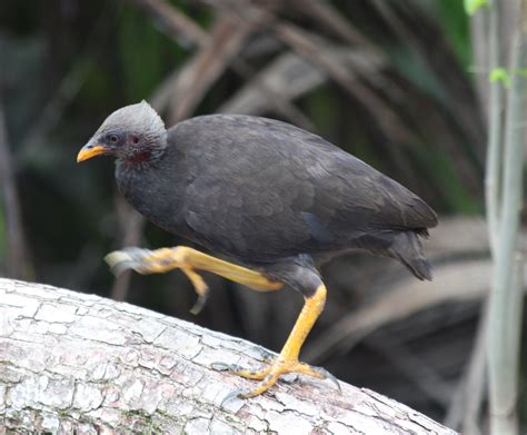 Pin on Birds of the world - Megapodes, guans, guineas & New World quail