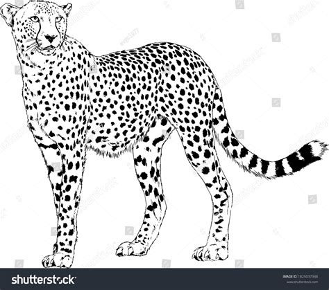 Running Cheetah Handdrawn Ink On White Stock Vector (Royalty Free ...