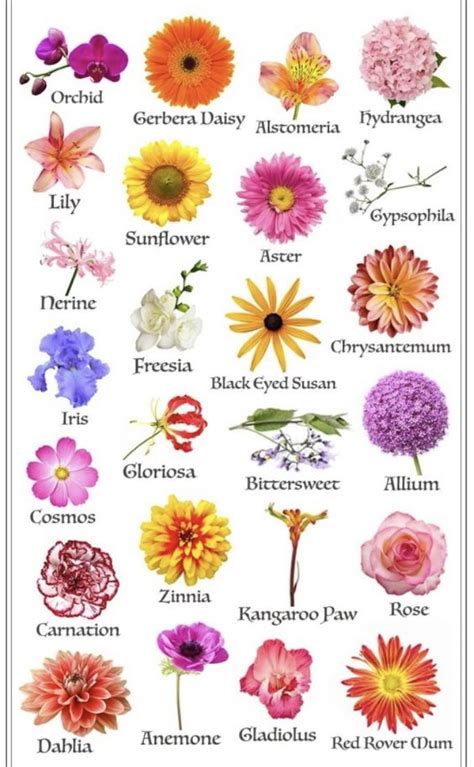 an image of flowers that are in english and spanish language, with the ...