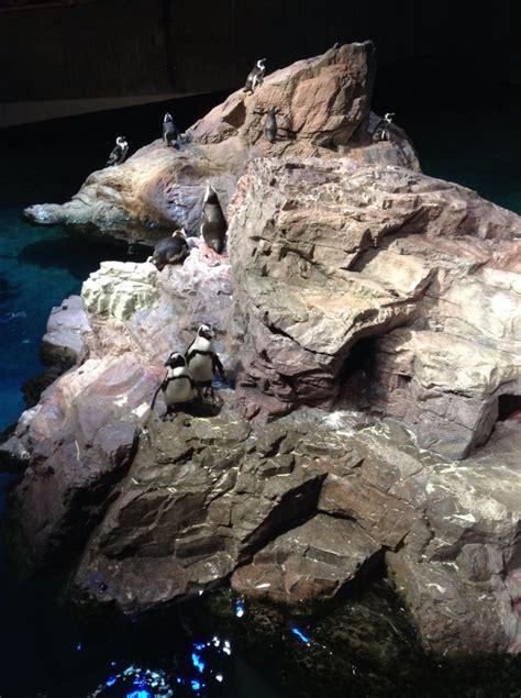 Aquarium in Boston. African's penguins. | African penguin, Penguins ...