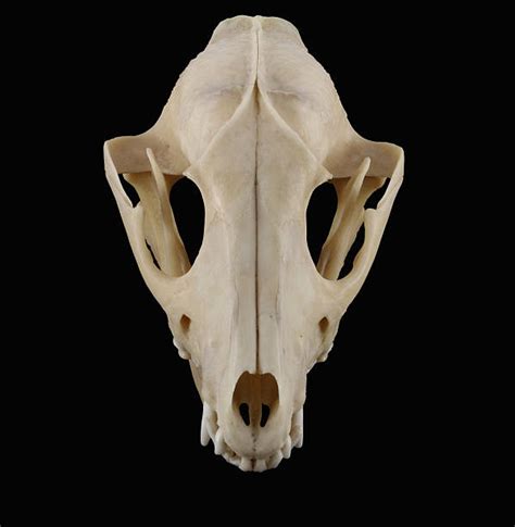 Raccoon Skull Stock Photos, Pictures & Royalty-Free Images - iStock