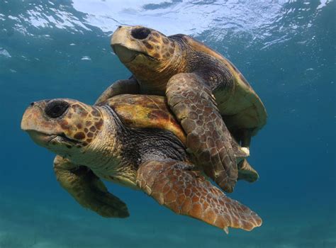 Efforts to save sea turtles are a 'global conservation success story ...