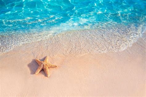 Premium Photo | Starfish on the soft white sand beach in clear sea ...