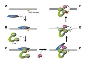 New insight into how xeroderma pigmentosum ca | EurekAlert!