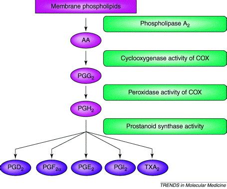 Prostanoids and pain: unraveling mechanisms and revealing therapeutic ...