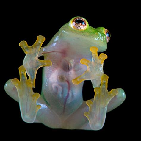 Glass Frog - UNUSUAL ANIMALS