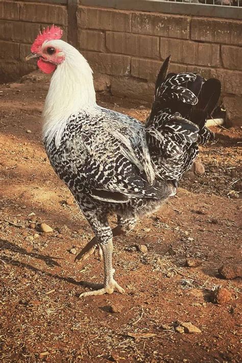 Top 8 Free-Range Chicken Breeds (with Pictures)