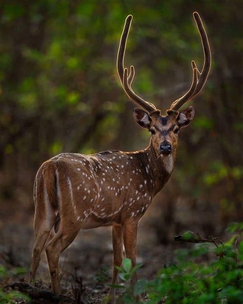 🔥 Spotted deer - NatureIsFuckingLit | Deer photography, Deer pictures, Deer