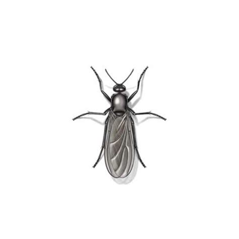 Gnat Fly Identification, Habits & Behavior | Heron Home & Outdoor