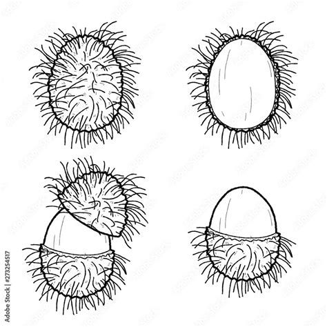 Rambutan Drawing