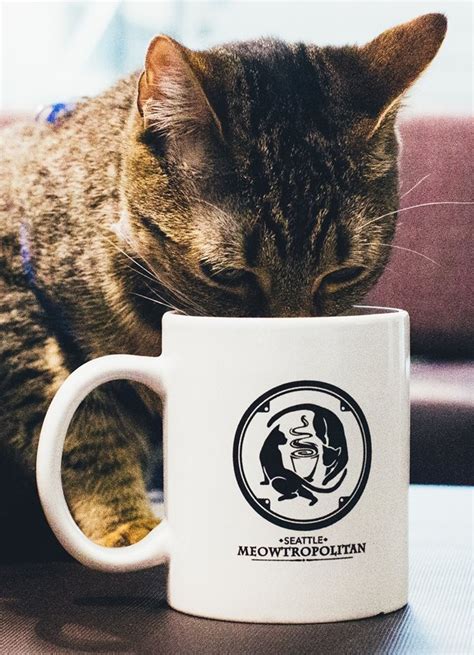 CAT FRIDAY: The Northwest's next cat cafe to open soon in Seattle ...