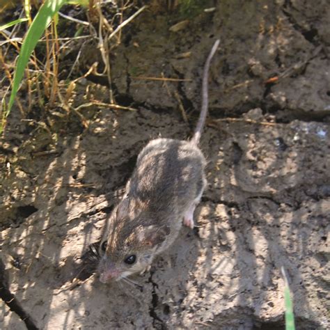 Peromyscus maniculatus · Earth@Home: Biodiversity