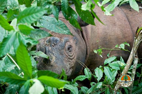 Community reforestation in Way Kambas | News | Save the Rhino