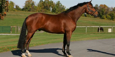 Hanoverian - The Hanoverian breed is one of the best-known of the ...