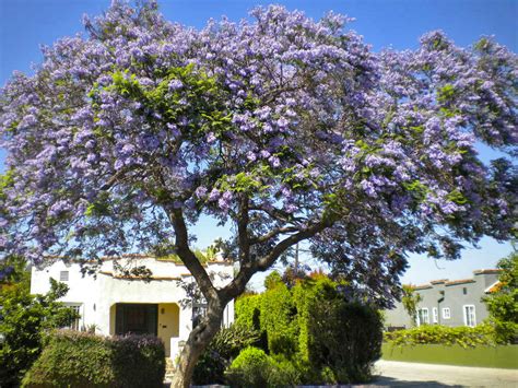 jacaranda-tree_9 – La Tejana Trees