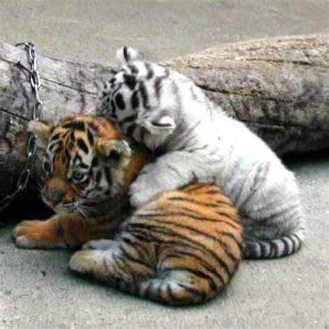 1000+ images about white tiger cute on Pinterest | Old soul, Monkey and ...