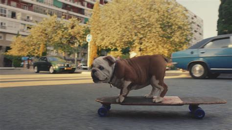 Is The Dog Really Skateboarding In The Churchill Advert