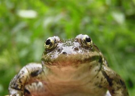 Columbia spotted frog captured during annual population monitoring ...