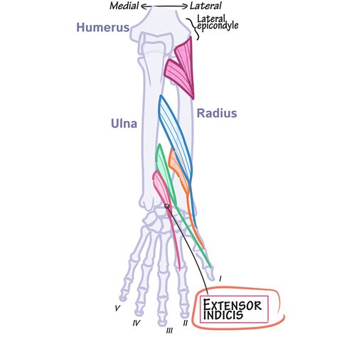 Gross Anatomy Glossary: Extensor indicis proprius | ditki medical ...