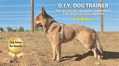 #1 Online Training Program for Dog Owners | DIY Dog Trainer