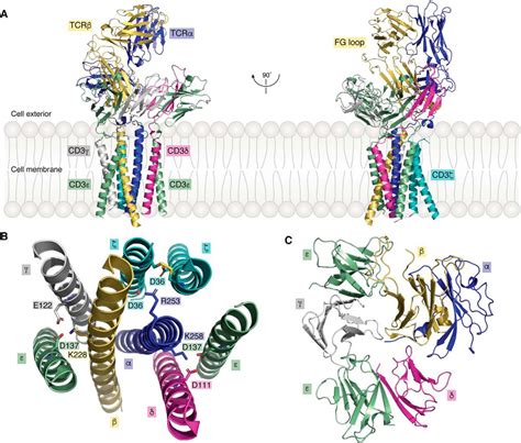 The structural basis of T-cell receptor (TCR) activation: An enduring ...